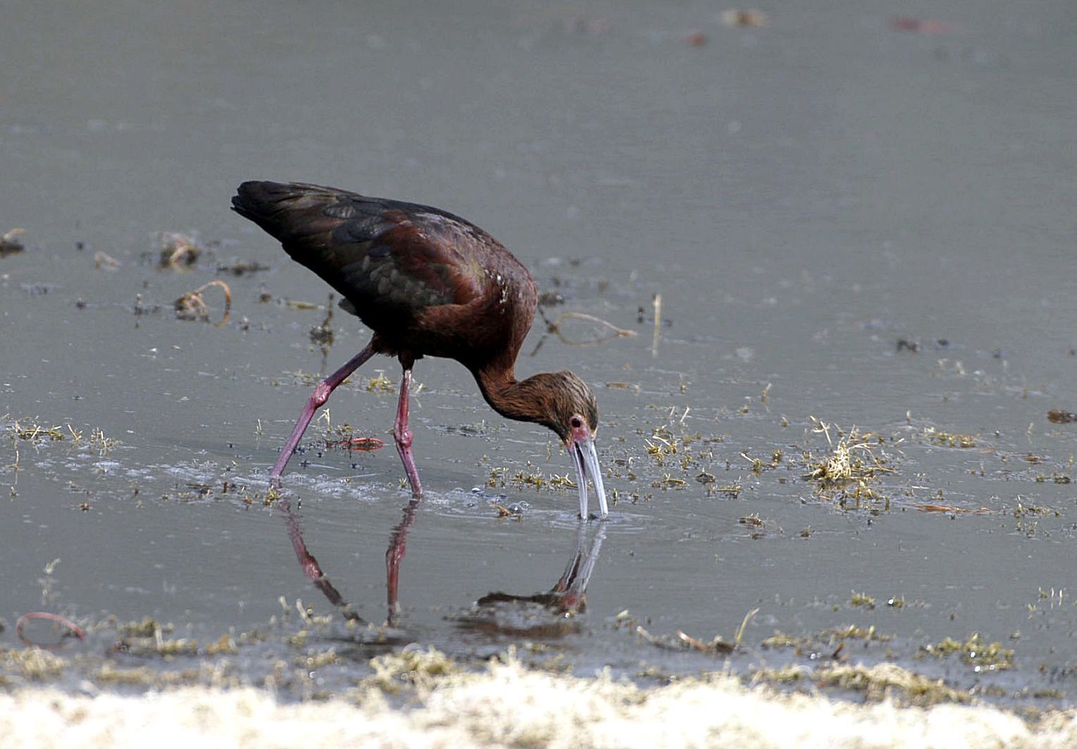 White-Faced Ibis Bristlecone Audubon Chapter offers bird watching event